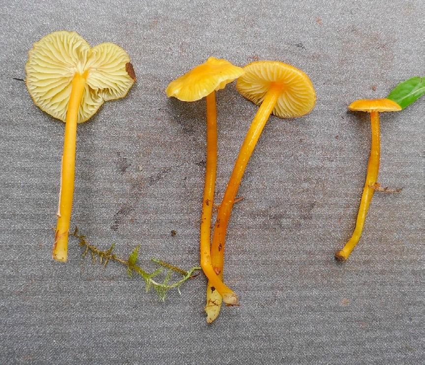 Gierczyk B., Ślusarczyk T., Szczepkowski A., Kujawa A. XXIII Wystawa Grzybów Puszczy Białowieskiej Fot. 15. Hygrocybe glutinipes var. glutinipes (fot. T. Ślusarczyk; 16.09.2017). Photo 15.