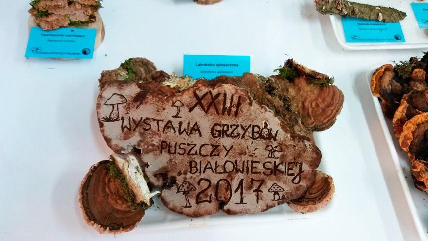 2. Ganoderma lipsiense, tzw. grzyb artystów na ekspozycji owocników grzybów nadrzewnych (fot. A. Szczepkowski; 16.09.2017). Photo 2.