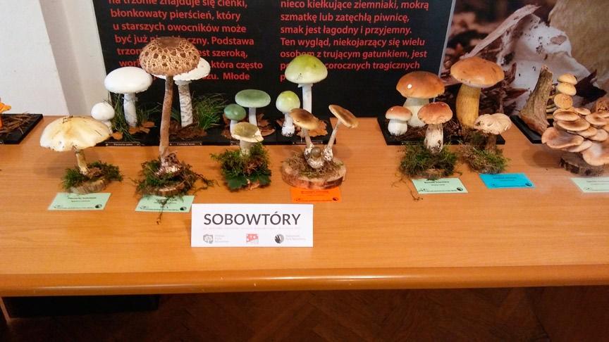 Gierczyk B., Ślusarczyk T., Szczepkowski A., Kujawa A. XXIII Wystawa Grzybów Puszczy Białowieskiej Fot. 3. Ekspozycja par sobowtórów modele i żywe owocniki grzybów jadalnych i trujących (fot. A. Szczepkowski; 16.