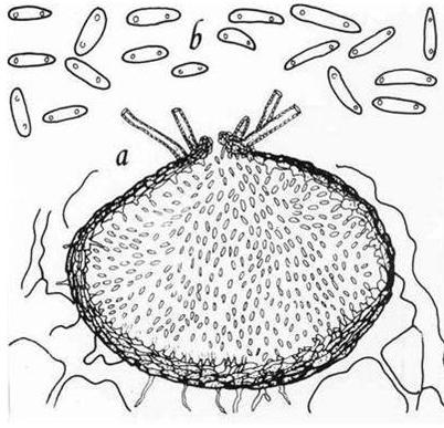 pyknidium
