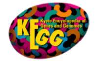 Predefiniowane grupy genów Ścieżki: KEGG, Pathway Interaction Database (cmap, BioCarta)