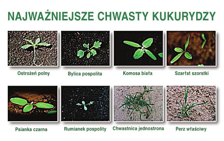 gatunki dwuliścienne: komosa biała, bylica pospolita, szarłat szorstki, psianka czarna, ostrożeń polny, rumianek pospolity, maruna bezwonna, rdesty, przytulia czepna, owies głuchy.
