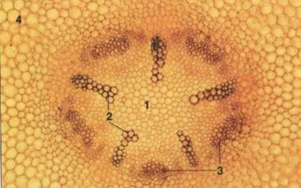 WALEC OSIOWY W KORZENIU O BUDOWIE PIERWOTNEJ protofloem metafloem protoksylem metaksylem miejsce zakładania kambium w miękiszu Schemat
