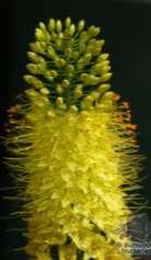 liliowce