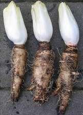 korzenia spichrzowego