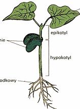 liścienie epiko tyl
