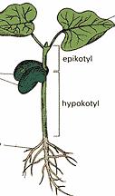 organ spichrzowy