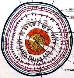 Budowa anatomiczna korzenia spichrzowego buraka feloderma felogen korek perycykl dodatkowe pierścienie kambium miękisz spichrzowy łyko pierwotne łyko wtórne