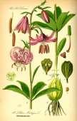 KORZENIE KURCZLIWE u Lilium wszystkie korzenie U