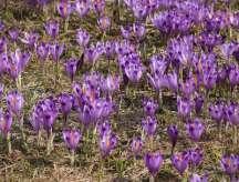krokus mieczyk Korzenie czepne liany, pnącza (np.