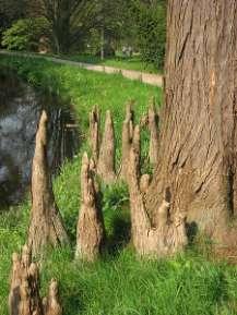 Taxodium distichum