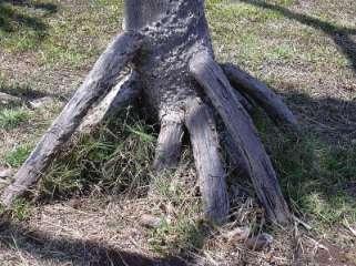 Pandanus