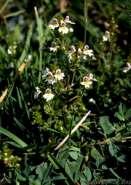 (zagorzałek) Pedicularis (gnidosz) Melampyrum