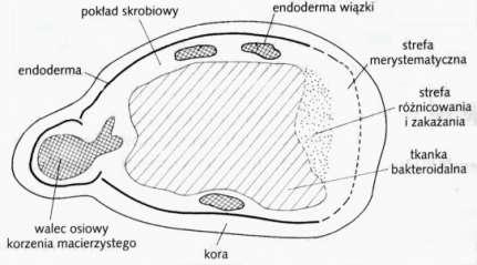 Symbiozy korzeni z Rhizobium sp.