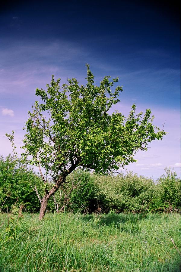 Kompozycja w fotografii krajobrazu, cz.1 - Podstawy 7z9 Jabłoń, Fot. D.Petka Temat fotografii - drzewo - jest wyjątkowo klarowny i umieszczony według podziału 50/50.
