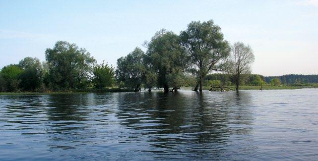Analiza rzek naturalnych z różnych obszarów świata wskazuje, że dla zdecydowanej większości z nich prawdopodobieństwo przepływu pełnokorytowego mieści w przedziale 50-80%, z wartością modalną 67%, tj.