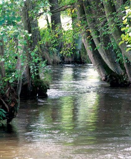 b) W granicach miast, terenów zabudowanych i przemysłowych oraz w bezpośrednim sąsiedztwie (do 100 m) budowli i urządzeń hydrotechnicznych w uzasadnionych przypadkach dopuszcza wycinkę drzew i