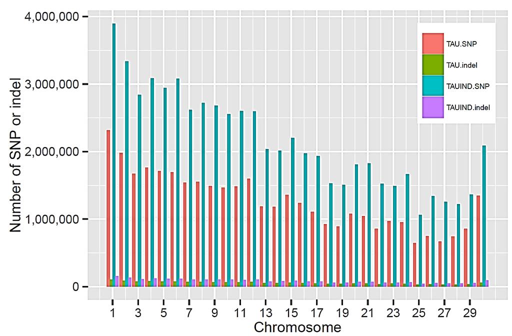 SEKWENCJONOWANIE GENOMÓW 1000 GENOMES bovine 1000