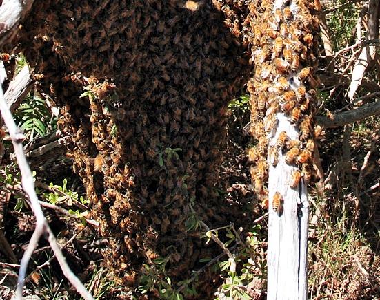 Ewolucja Podczas rojenia pszczoªy wybieraj nowe