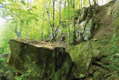 Są tu osuwiska, jaskinie, ostańce skalne i wodospady. W strefach brzegowych oraz w dnie Sękówki i potoków znajdują się naturalne wychodnie skał. Bartne.