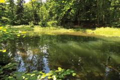 8 Ropica Górna - Dragaszów. Odsłonięcie warstw fliszu w potoku Bartnianka. / Ropica Górna - Dragaszów. Odkrytie vrstvy flyšu v potoku Bartnianka. Fot. A.