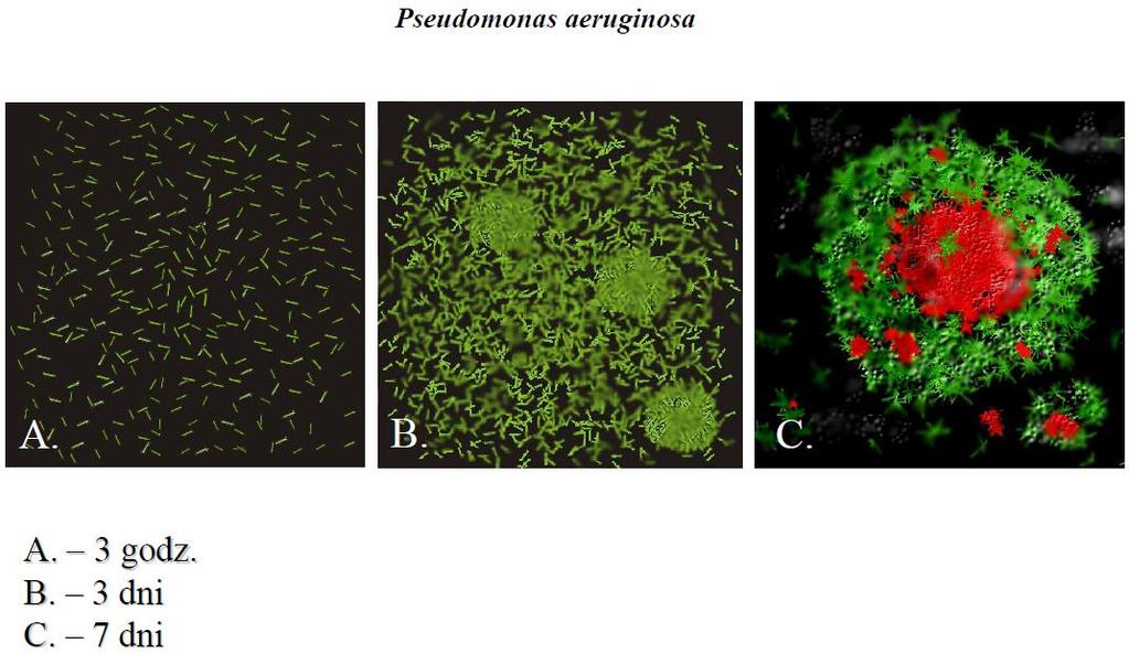 Powstawanie biofilmu wydzielanie AmpC beta