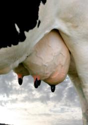 .pl https://www..pl Zdrowotność wymienia decyduje o wysokiej wydajności i produkcji dobrej jakości mleka Postać kliniczna mastitis występuje w formach nadostrej, ostrej, podostrej lub przewlekłej.