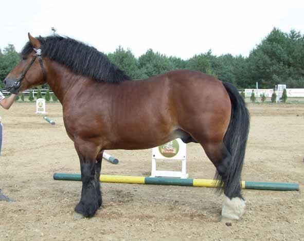 2005 FURIA BISIOR PALMA 1227 G-Wr POLO III ard j. gn.