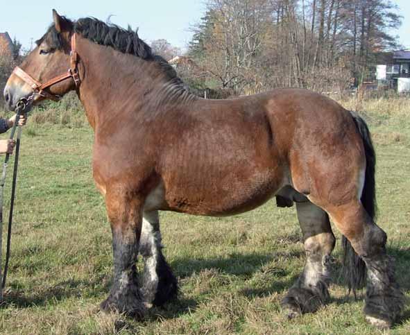 11 3359 G-Gd GAZELA gn.