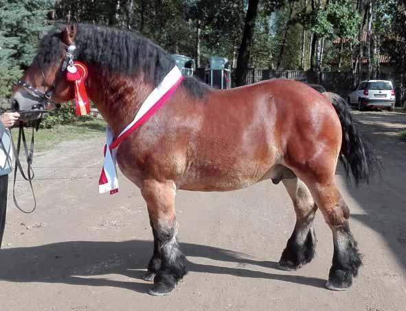 TERRY II Nr kat. 12 OGIER 7 G-Kl TERRY II Rasa: arden polski Data urodzenia: 18-05-2015 r. Maść: gniada Wymiary: 160 220 30 Bonitacja: 84 pkt. 38 G-Gd TEQUILA ard gn. 2008 2155 G-Gd SULIWAN ard gn.