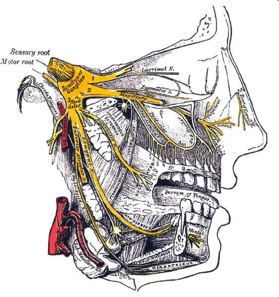 Nerw trójdzielny Ten najważniejszy nerw czuciowy głowy dzieli się na trzy gałązki (nerwy) Nerw oczodołowy (czuciowy) Nerw