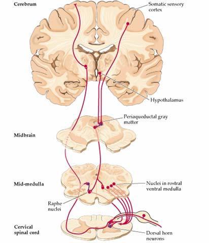 Drogi wstępujące sznurów przednio-bocznych Czucie bólu, ciepła i zimna Neuron IV w korze czuciowej mózgu Neuron III we wzgórzu (jądro brzuszno-boczne) Krótsze drogi: droga rdzeniowo-siatkowata, droga