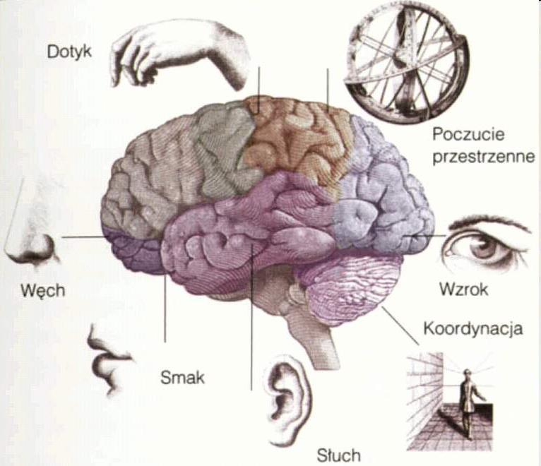 Różne układy czuciowe (percepcyjne) mają oddzielne receptory, drogi przewodzenia informacji i reprezentacje w mózgu Droga nerwowa, jaką dotarło