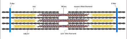 8nm; dlugość 1µm Filamenty grube : Filamenty cienkie 1:6 (kręgowce)