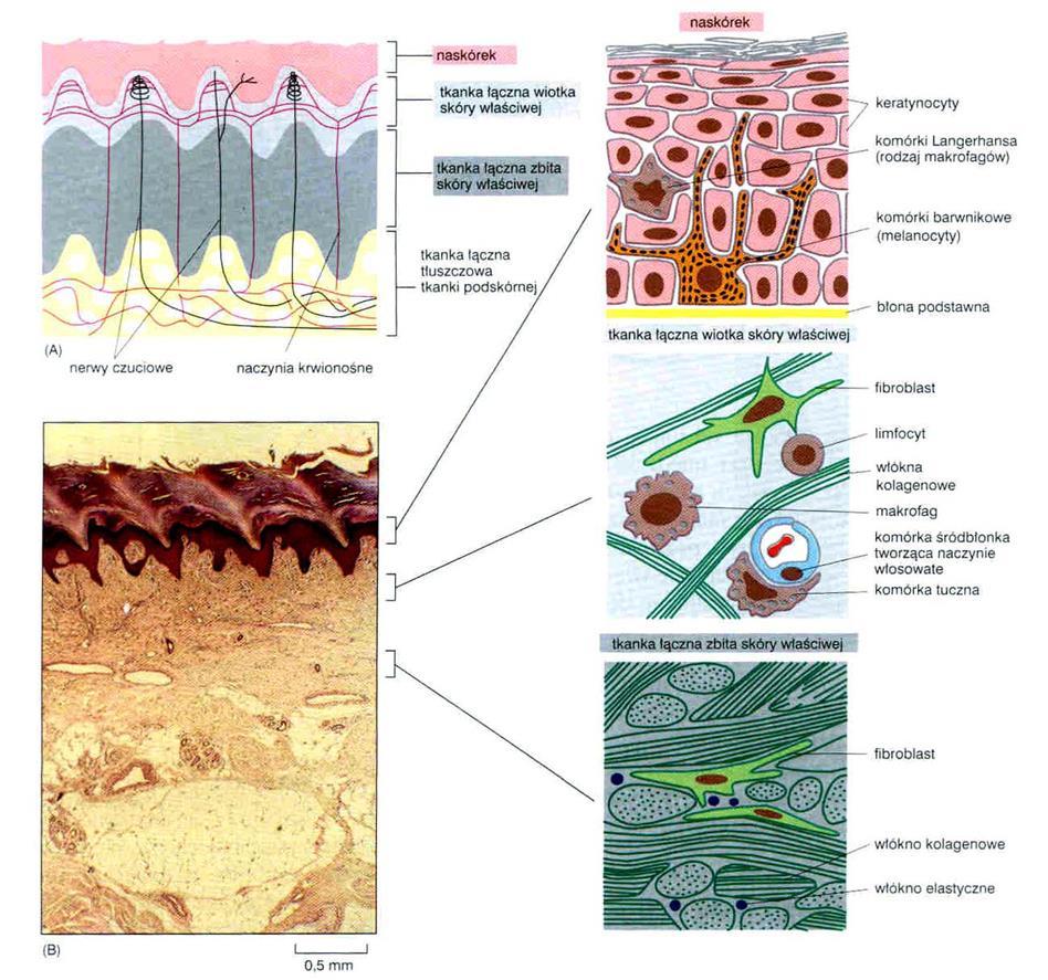 Organizacja tkanek - narządy Architektura skóry tkanki kręgowców zbiór wielu typów komórek danej tkanki i spoza tej tkanki