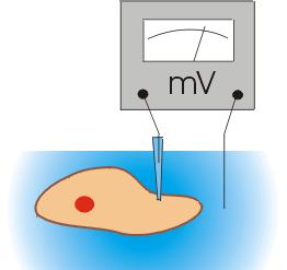Pomiary potencjału błonowego Potencjał błonowy stanowi podstawę każdej aktywności elektrycznej w komórce Miarą potencjału błonowego jest napięcie istniejące w poprzek błony.