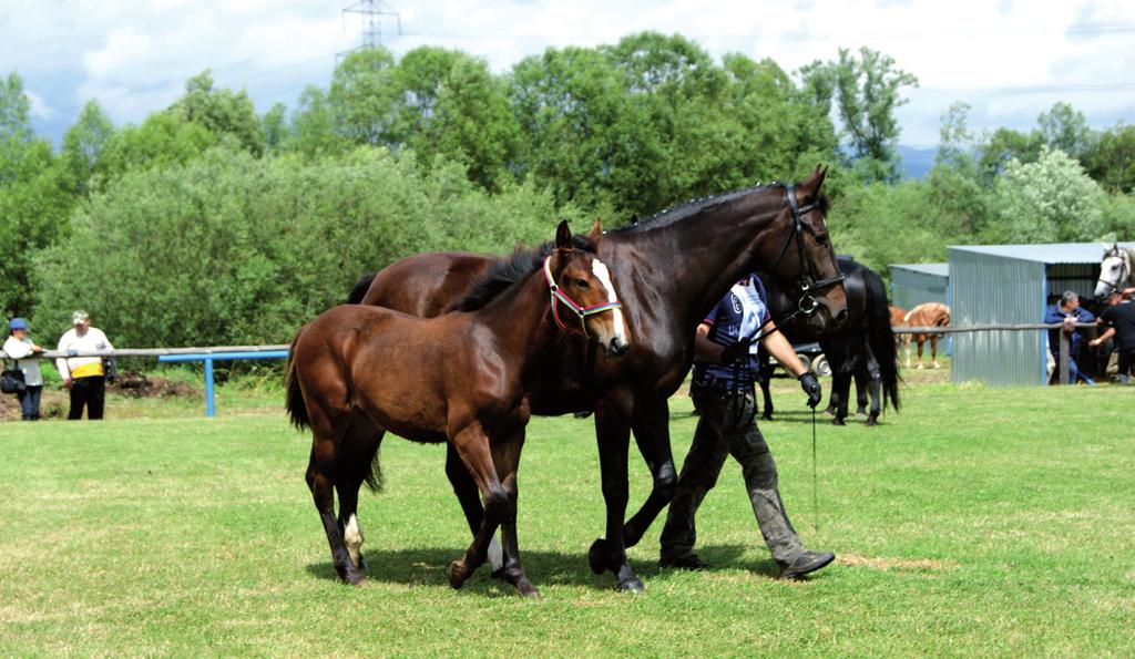 In 2005, upon the request of the Polish Horse Breeders Association, Małopolski and Silesian horses were included in the conservation programme.