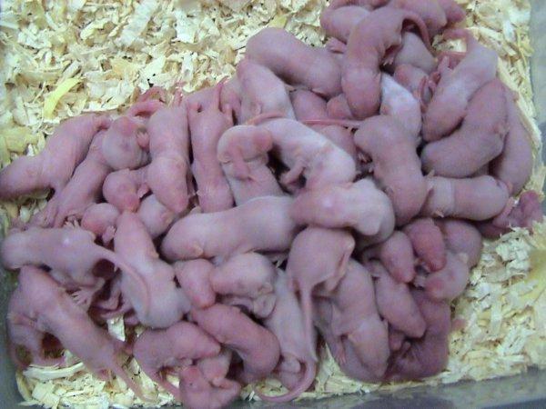 Główną rolą pp39 mos - zapobieganie spontanicznej