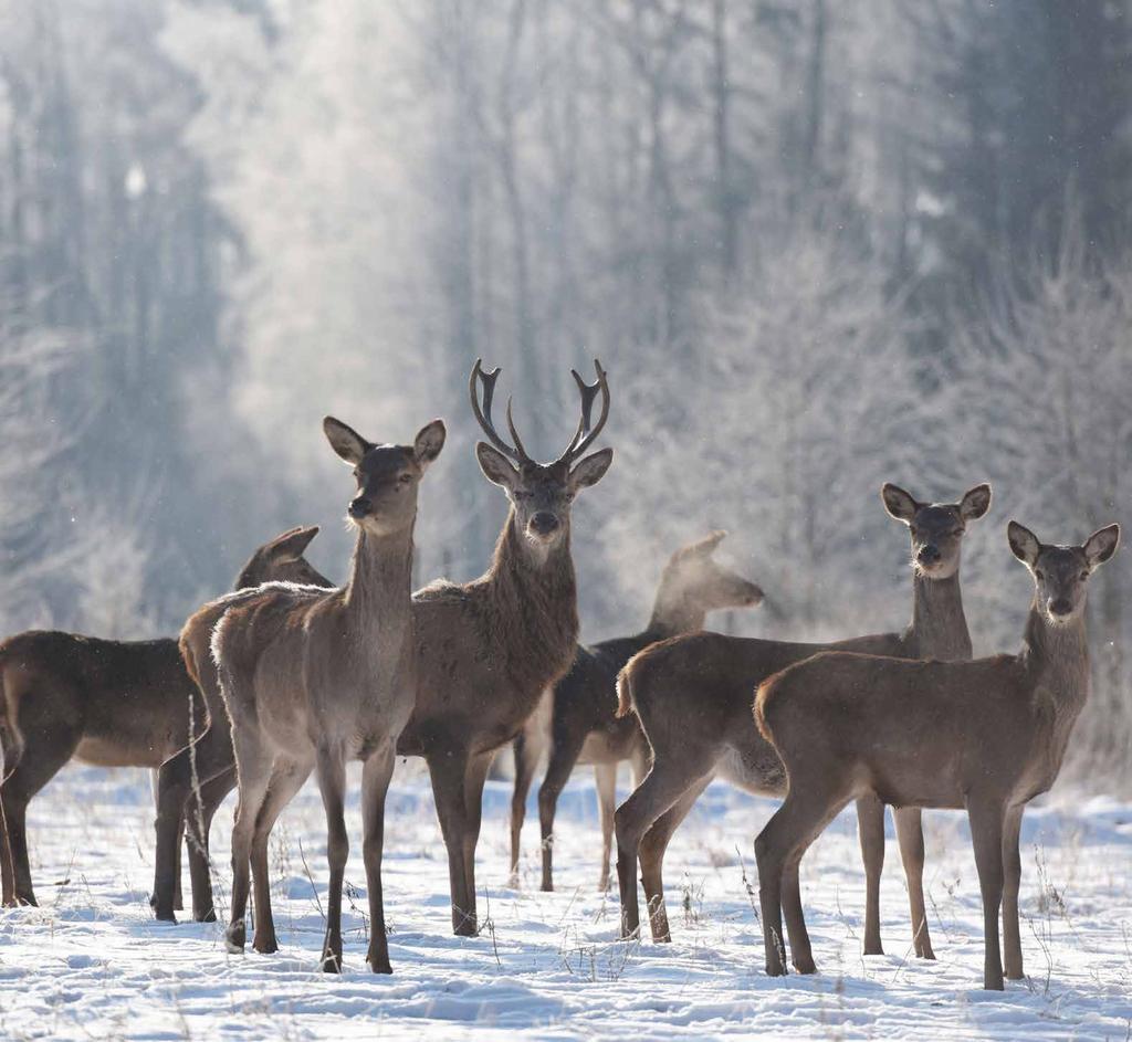 GRUDZIEŃ 2019 Fot.