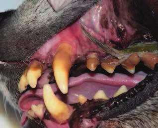 4 1 Z D J Ę C I E 2 Z D J Ę C I E Tabela 1. Zakres ruchomości zębów (ang. Tooth mobility index MI).