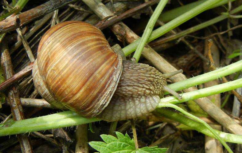 obecności ślimaka winniczka Helix pomatia (ryc. 3), który jest objęty w Polsce ochroną częściową.