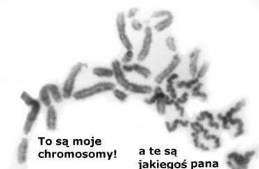 33 nia polispermii, która utrudnia lub wręcz uniemożliwia wykształcenie się chromosomów z męskich przedjądrzy.