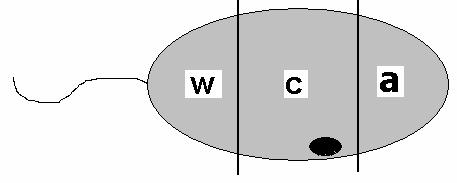 Sygnał pomarańczowy: sonda 4-centromerowa zielona + sonda 4 centromerowa czerwona (1:1); sygnał czerwony: sonda 4ptel; sygnał zielony: sonda 5ptel (spis sond: patrz tabela 3.). Fig. 4. Example of tricolor FISH signals applied to the labeling of chromosomes 4 and 5 in a carrier of t(4;5)(p15.