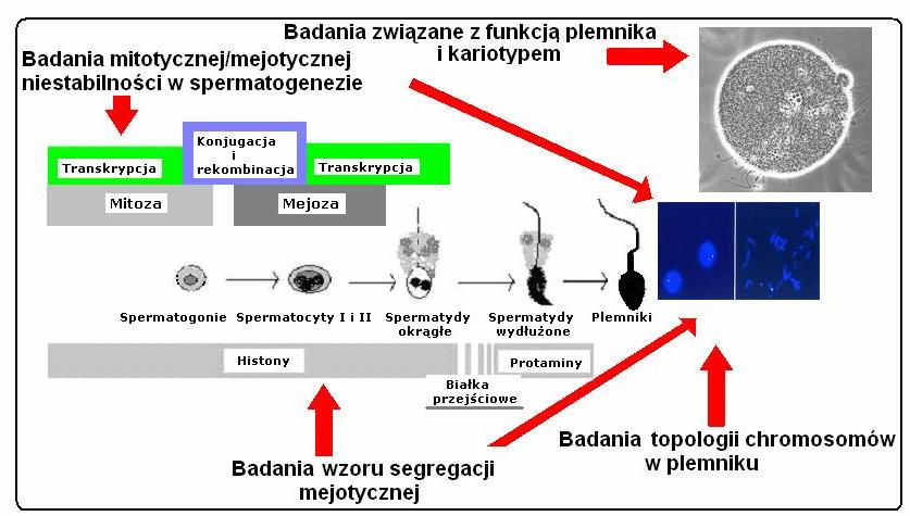 75 V. DYSKUSJA Ryc. 25. Ilustracja topologii czterech zagadnień badanych w pracy na tle zmodyfikowanego schematu spermatogenezy wg [325].