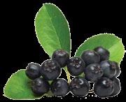 ARONIA ANANAS Znana jako silny przeciwutleniacz, polecana przy nadiśnieniu,