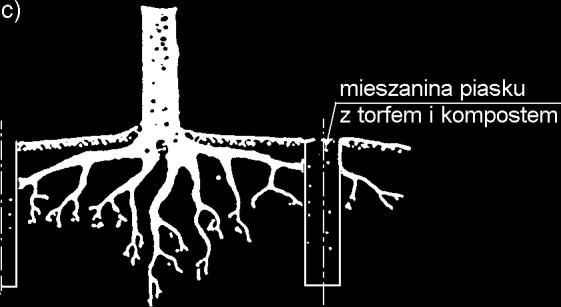 Jeśli teren zostanie obniżony na głębokość większą od 1 m, wokół drzewa wykonuje się ściankę oporową o kształcie okrągłym lub prostokątnym z kamienia, klinkieru lub betonu, z otworami.