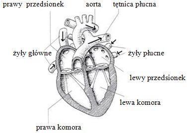 Zadanie 6. ( pkt.) Schemat przedstawia przekrój podłużny przez serce człowieka. Strzałkami oznaczono kierunek przepływu krwi.