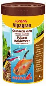 Październik Hemigrammus rhodostomus Zwinnik czerwonousty 1 2