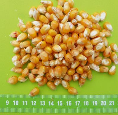 KISZONKĘ NA BIOETANOL Składniki