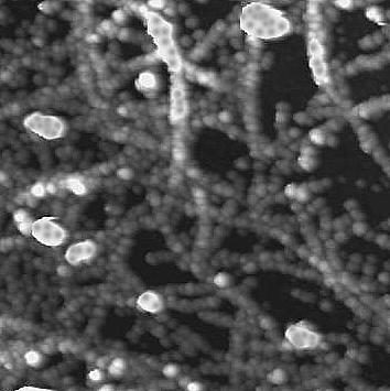 anobiomn IChF PA 400 300 200 100 Mass change, ng pyr-wct film Preparation of the composite 1. Electrophoretical deposition of a pyr- WCT film. 2. imultaneous electrochemical polymerization of the fullerene derivative and polythiophene.
